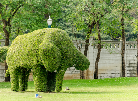 Shaping Trees into Living Sculptures