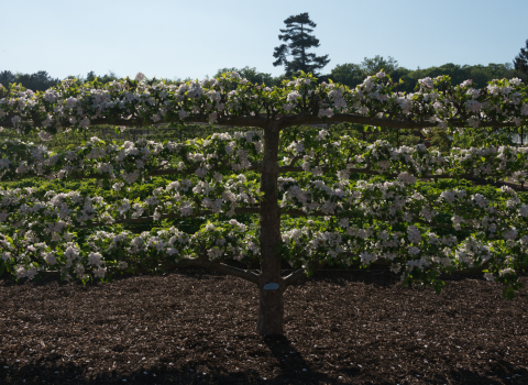 Espalier training pruning technique