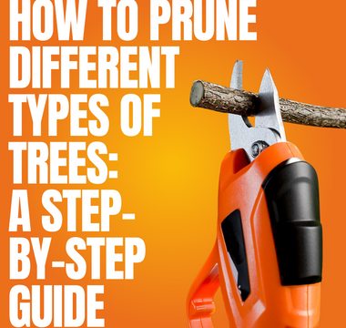 How to Prune Different Types of Trees: A Step-by-Step Guide