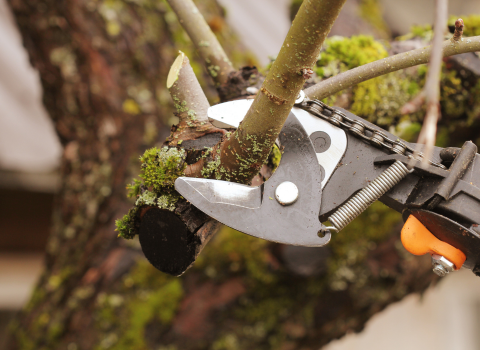 The Basics of Tree Pruning