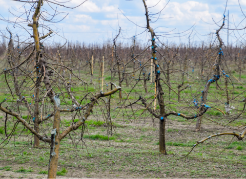 Concept of Winter Pruning