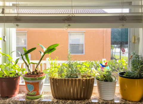 Building a Window Herb Garden