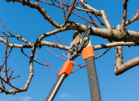 pole pruner