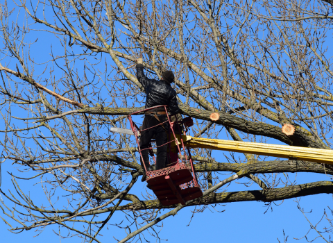 Handheld Chainsaw for Tree Trimming and Pruning