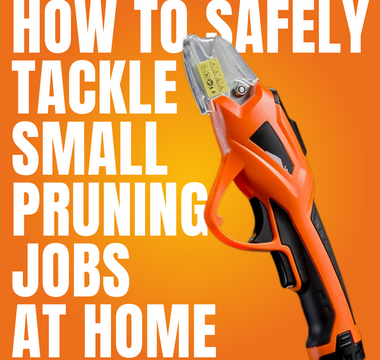 DIY Tree Pruning: How to Safely Tackle Small Pruning Jobs at Home