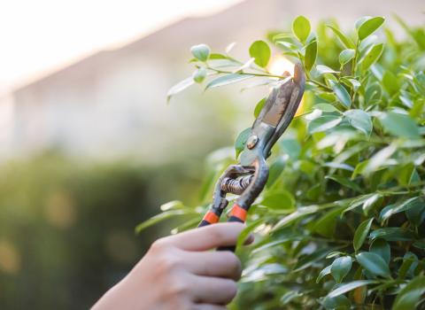 Pruning Shears