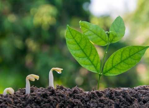 Planting and Seed Sowing using garden gloves with claws