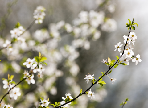 Importance of Pruning