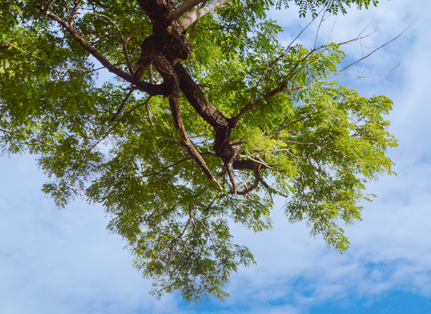 Young Deciduous Trees