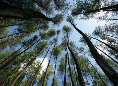 Coniferous Trees