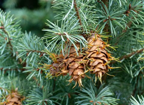 Spruce and Fir Trees