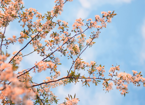 Pruning Flowering Trees