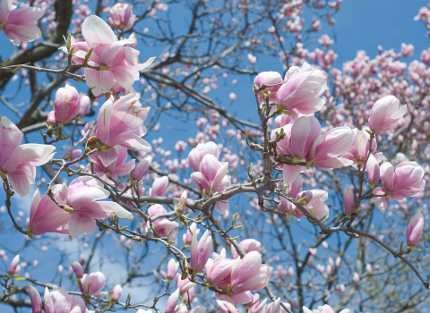 Pruning Techniques for Magnolia Trees