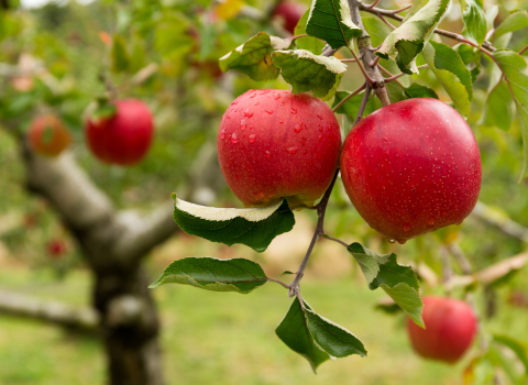 pruning fruit trees